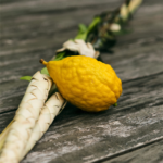 Women's Study Group Sukkot Gathering (in-person, outdoors & indoors)